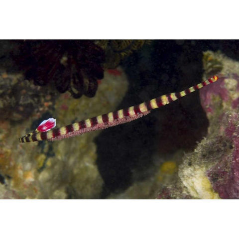 Indonesia, Papua Male pipefish with eggs White Modern Wood Framed Art Print by Shimlock, Jones