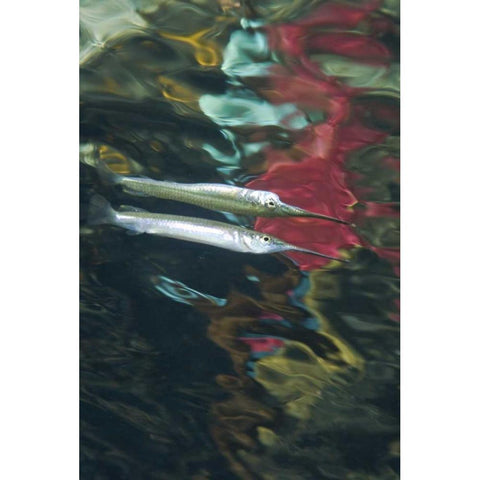 Indonesia, Papua Abstract of halfbeak fish Black Modern Wood Framed Art Print by Shimlock, Jones