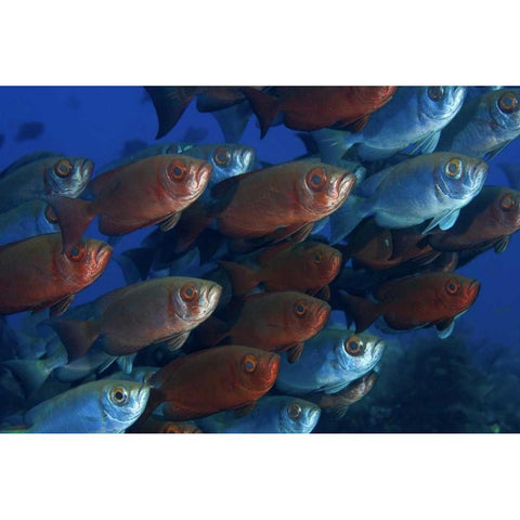 Indonesia, Papua Bigeye fish Black Modern Wood Framed Art Print by Shimlock, Jones