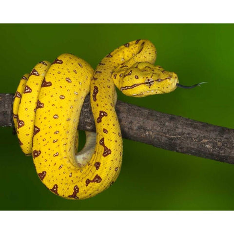 Indonesia Close-up of juvenile green tree python Black Modern Wood Framed Art Print with Double Matting by Flaherty, Dennis