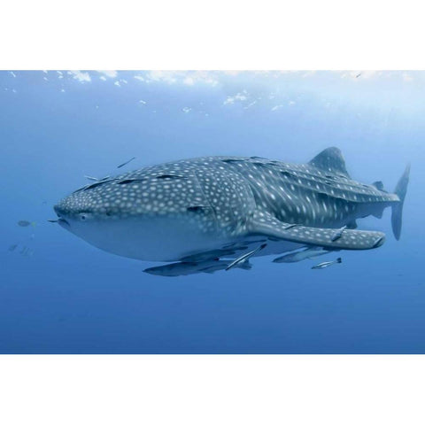 Indonesia, Papua Whale shark and remoras Black Modern Wood Framed Art Print with Double Matting by Shimlock, Jones