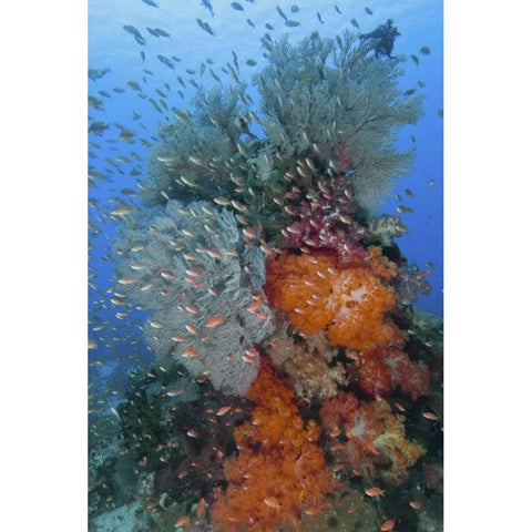 Indonesia, Komodo NP Underwater Fish and coral Black Modern Wood Framed Art Print by Shimlock, Jones