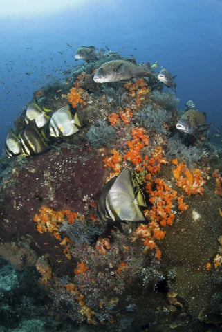 Indonesia, Komodo NP, Fish swim around coral Black Ornate Wood Framed Art Print with Double Matting by Shimlock, Jones