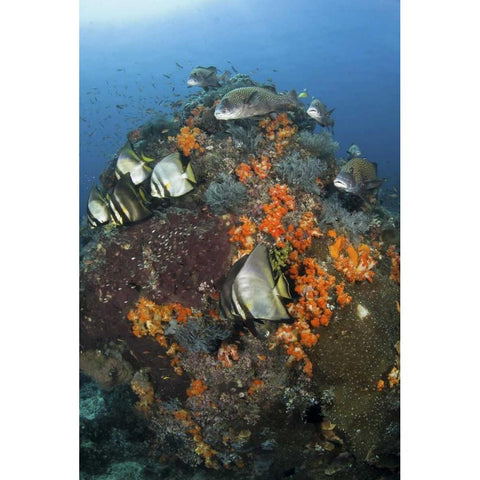 Indonesia, Komodo NP, Fish swim around coral Black Modern Wood Framed Art Print by Shimlock, Jones
