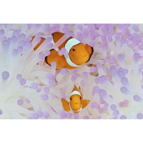 Indonesia, Papua Anemonefish in an anemone Gold Ornate Wood Framed Art Print with Double Matting by Shimlock, Jones