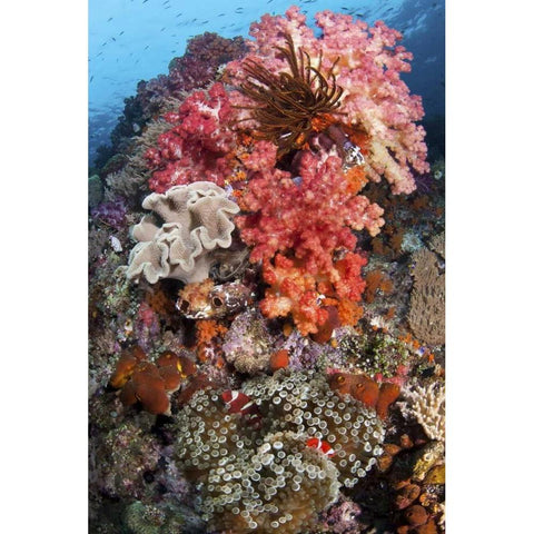 Indonesia, Papua, SE Misool Fish and coral Black Modern Wood Framed Art Print with Double Matting by Shimlock, Jones