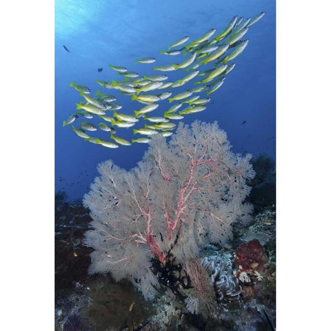 Indonesia, Papua, SE Misool Fish and coral Black Modern Wood Framed Art Print by Shimlock, Jones