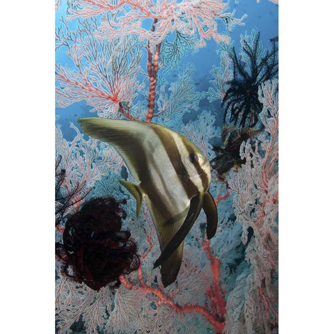 Indonesia, Papua, SE Misool Fish and coral Black Modern Wood Framed Art Print by Shimlock, Jones