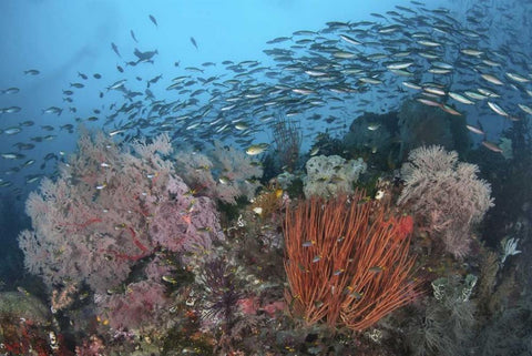 Indonesia, Papua, SE Misool Fish and coral White Modern Wood Framed Art Print with Double Matting by Shimlock, Jones