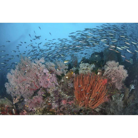 Indonesia, Papua, SE Misool Fish and coral Black Modern Wood Framed Art Print by Shimlock, Jones