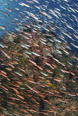 Indonesia, Raja Ampat Underwater fish and coral Black Ornate Wood Framed Art Print with Double Matting by Shimlock, Jones