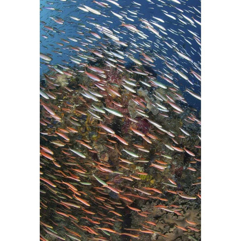 Indonesia, Raja Ampat Underwater fish and coral Black Modern Wood Framed Art Print by Shimlock, Jones