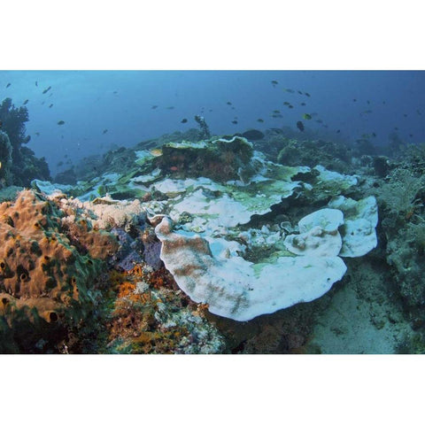 Indonesia, Papua, Raja Ampat Damaged reef White Modern Wood Framed Art Print by Shimlock, Jones