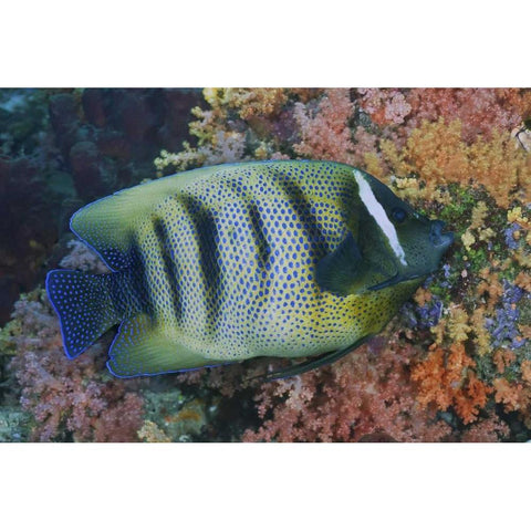 Indonesia, Raja Ampat Underwater fish and coral Black Modern Wood Framed Art Print with Double Matting by Shimlock, Jones