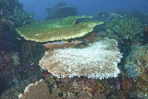 Indonesia, Papua, Raja Ampat Damaged reef White Modern Wood Framed Art Print with Double Matting by Shimlock, Jones