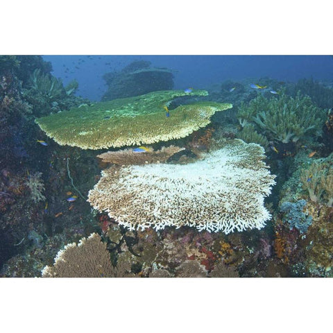 Indonesia, Papua, Raja Ampat Damaged reef Black Modern Wood Framed Art Print by Shimlock, Jones