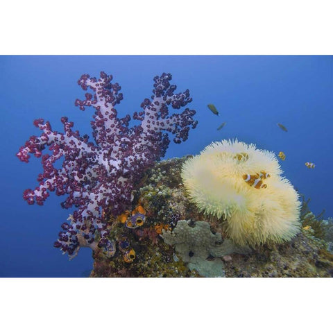 Indonesia, Raja Ampat Underwater fish and coral Gold Ornate Wood Framed Art Print with Double Matting by Shimlock, Jones