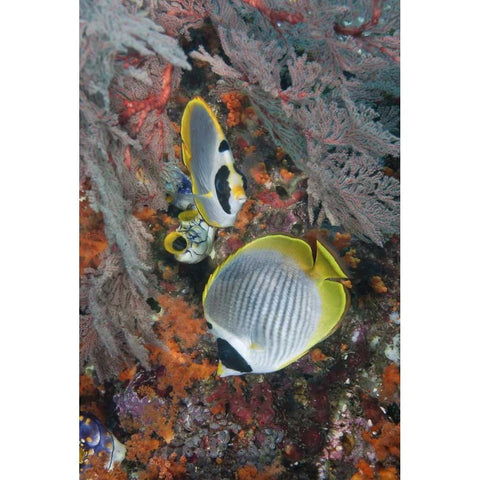 Indonesia, Raja Ampat Underwater fish and coral White Modern Wood Framed Art Print by Shimlock, Jones