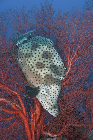 Indonesia, Raja Ampat Underwater fish and coral Black Ornate Wood Framed Art Print with Double Matting by Shimlock, Jones