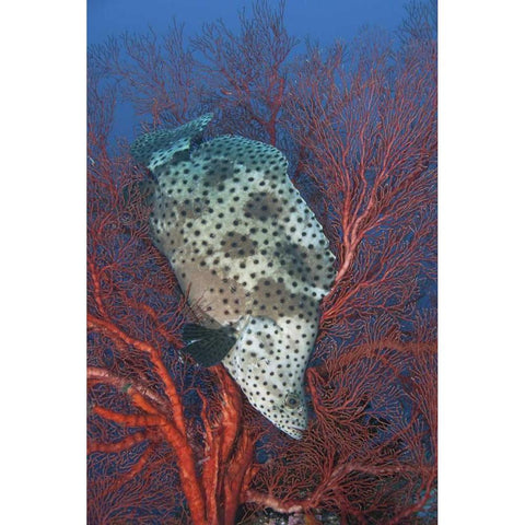 Indonesia, Raja Ampat Underwater fish and coral Black Modern Wood Framed Art Print by Shimlock, Jones