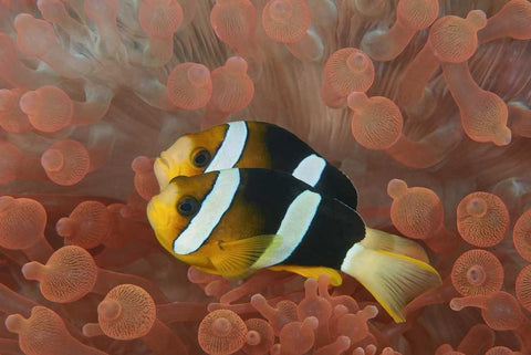 Indonesia, Papua Anemonefish in an anemone White Modern Wood Framed Art Print with Double Matting by Shimlock, Jones