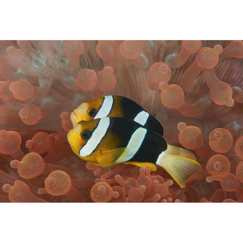 Indonesia, Papua Anemonefish in an anemone Gold Ornate Wood Framed Art Print with Double Matting by Shimlock, Jones