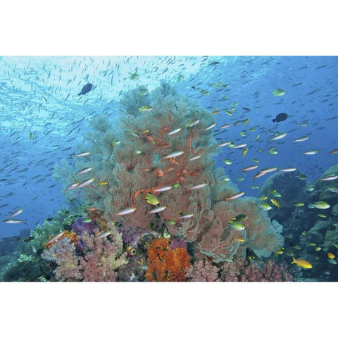 Indonesia, Raja Ampat Underwater fish and coral Black Modern Wood Framed Art Print with Double Matting by Shimlock, Jones