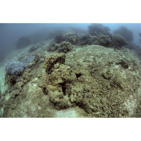 Indonesia, Papua, Raja Ampat Damaged reef White Modern Wood Framed Art Print by Shimlock, Jones