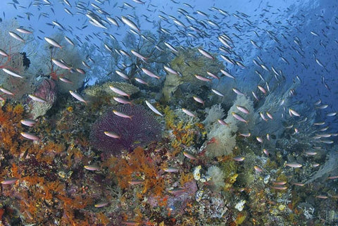 Indonesia, Raja Ampat Underwater fish and coral White Modern Wood Framed Art Print with Double Matting by Shimlock, Jones