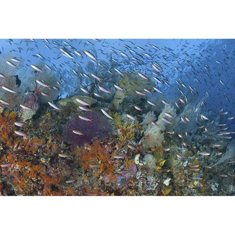 Indonesia, Raja Ampat Underwater fish and coral Black Modern Wood Framed Art Print by Shimlock, Jones