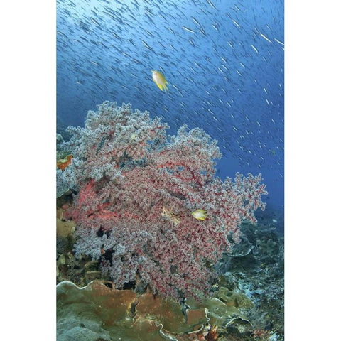 Indonesia, Raja Ampat Underwater fish and coral Black Modern Wood Framed Art Print with Double Matting by Shimlock, Jones