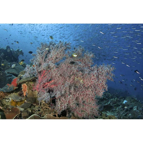 Indonesia, Raja Ampat Underwater fish and coral White Modern Wood Framed Art Print by Shimlock, Jones
