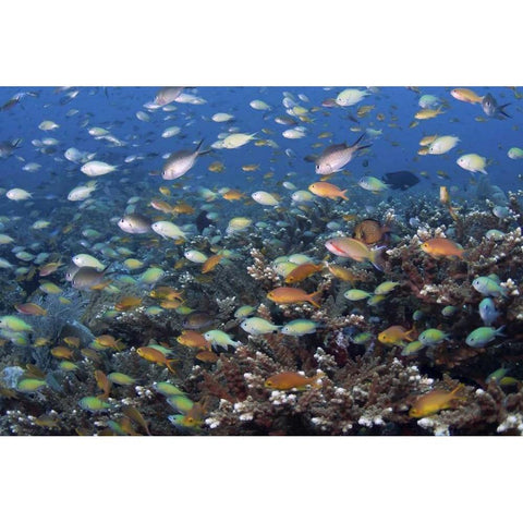 Indonesia, Raja Ampat Underwater fish and coral Gold Ornate Wood Framed Art Print with Double Matting by Shimlock, Jones
