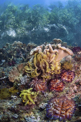Indonesia, Raja Ampat Underwater fish and coral White Modern Wood Framed Art Print with Double Matting by Shimlock, Jones