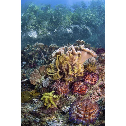 Indonesia, Raja Ampat Underwater fish and coral Black Modern Wood Framed Art Print by Shimlock, Jones