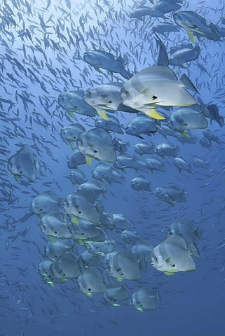 Indonesia, Papua, Raja Ampat Schooling batfish White Modern Wood Framed Art Print with Double Matting by Shimlock, Jones
