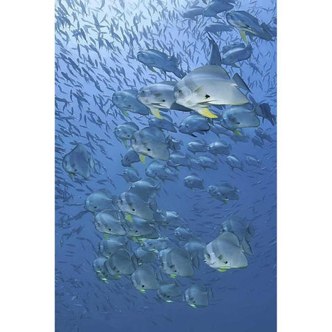 Indonesia, Papua, Raja Ampat Schooling batfish Black Modern Wood Framed Art Print by Shimlock, Jones