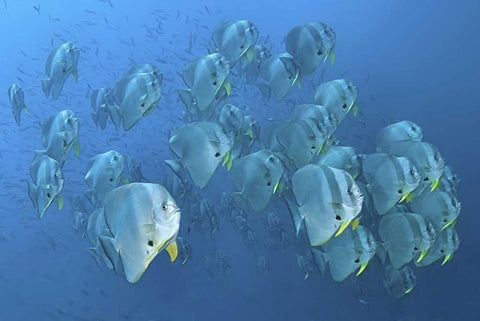 Indonesia, Papua, Raja Ampat Schooling batfish White Modern Wood Framed Art Print with Double Matting by Shimlock, Jones