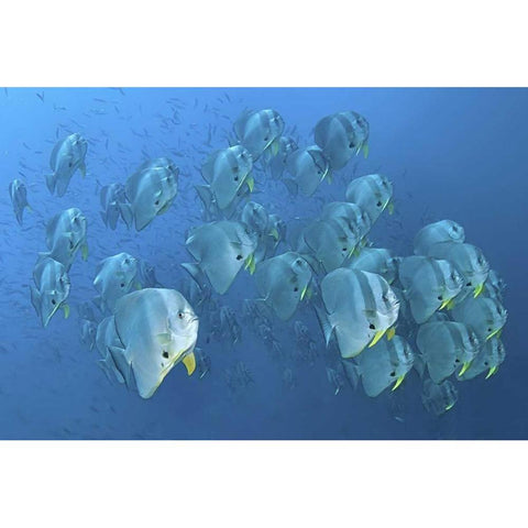 Indonesia, Papua, Raja Ampat Schooling batfish Black Modern Wood Framed Art Print by Shimlock, Jones