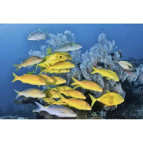 Indonesia, Raja Ampat Underwater fish and coral Black Modern Wood Framed Art Print with Double Matting by Shimlock, Jones