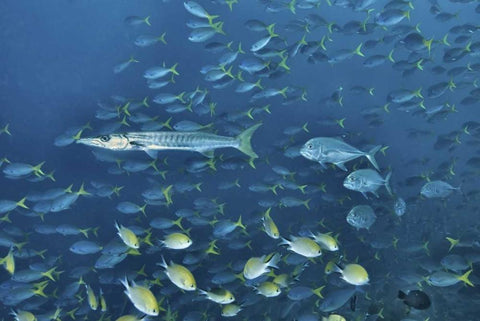 Indonesia, Papua, Raja Ampat Schooling fish Black Ornate Wood Framed Art Print with Double Matting by Shimlock, Jones