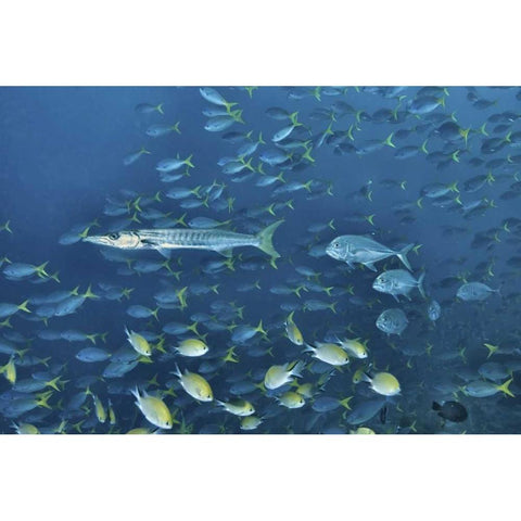 Indonesia, Papua, Raja Ampat Schooling fish Black Modern Wood Framed Art Print by Shimlock, Jones