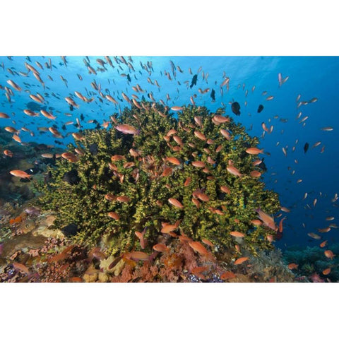 Indonesia, Komodo NP Fish and hard coral Black Modern Wood Framed Art Print by Shimlock, Jones