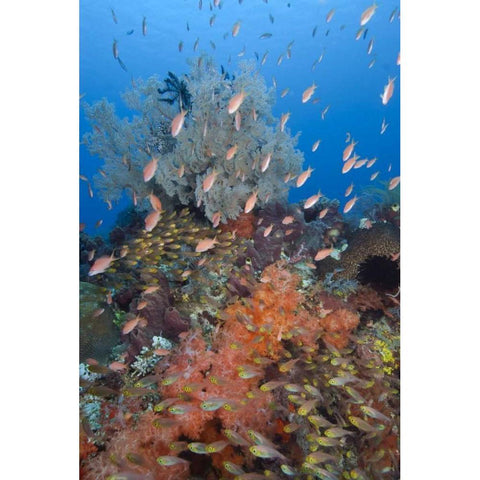 Indonesia, Komodo NP Underwater Fish and coral Black Modern Wood Framed Art Print by Shimlock, Jones