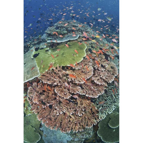Indonesia, Komodo NP, Tatawa Kecil Fish swimming Gold Ornate Wood Framed Art Print with Double Matting by Shimlock, Jones