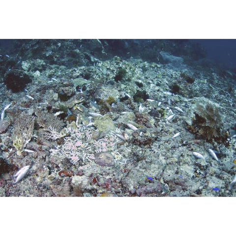 Indonesia, Papua, Fam, Penemu Islands Dead Reefs Black Modern Wood Framed Art Print with Double Matting by Shimlock, Jones