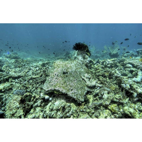 Indonesia, Papua, Raja Ampat Damaged reef Black Modern Wood Framed Art Print with Double Matting by Shimlock, Jones