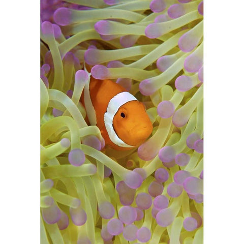 Indonesia, Papua Anemonefish in anemone White Modern Wood Framed Art Print by Shimlock, Jones