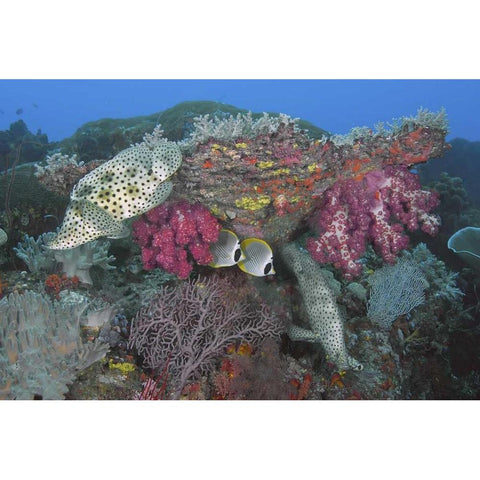 Indonesia, Papua, SE Misool Fish and coral Black Modern Wood Framed Art Print with Double Matting by Shimlock, Jones