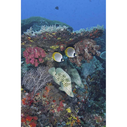 Indonesia, Papua, SE Misool Fish and coral Gold Ornate Wood Framed Art Print with Double Matting by Shimlock, Jones